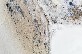 Why You Should Choose Our Mold Remediation Services in Rocky Point, NY